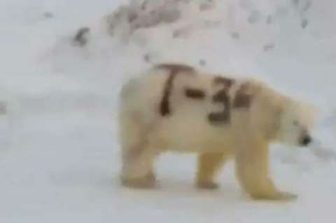 "T-34″: el mensaje pintado sobre un oso polar en Rusia que preocupa a los científicos