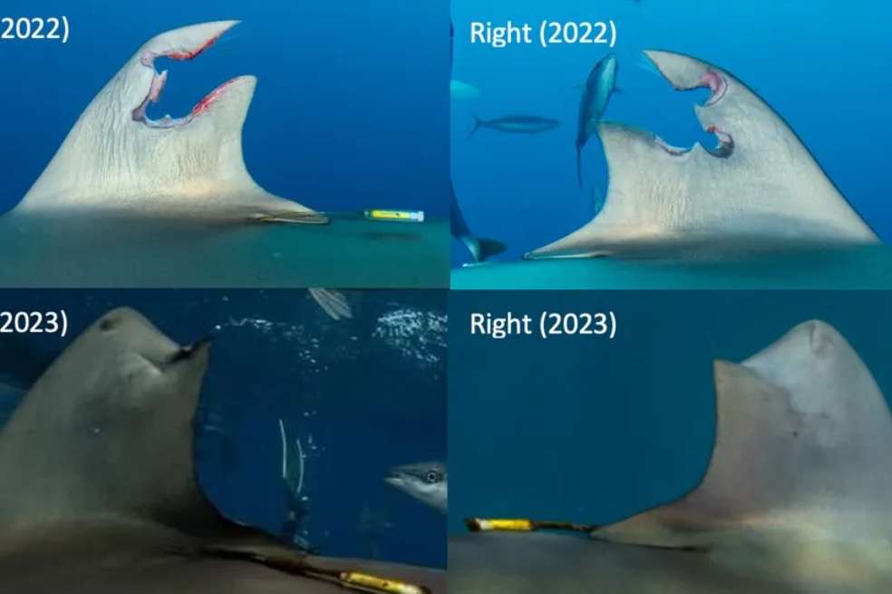 En las fotos se puede observar cómo se regeneró la aleta del tiburón.