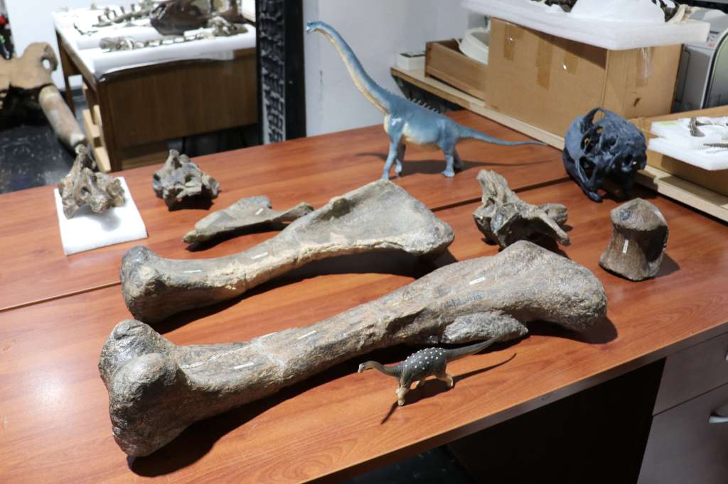 Este ejemplar, una especie de titanosaurio -de forma similar al "Diplodocus"- de unos 6,3 metros de longitud.