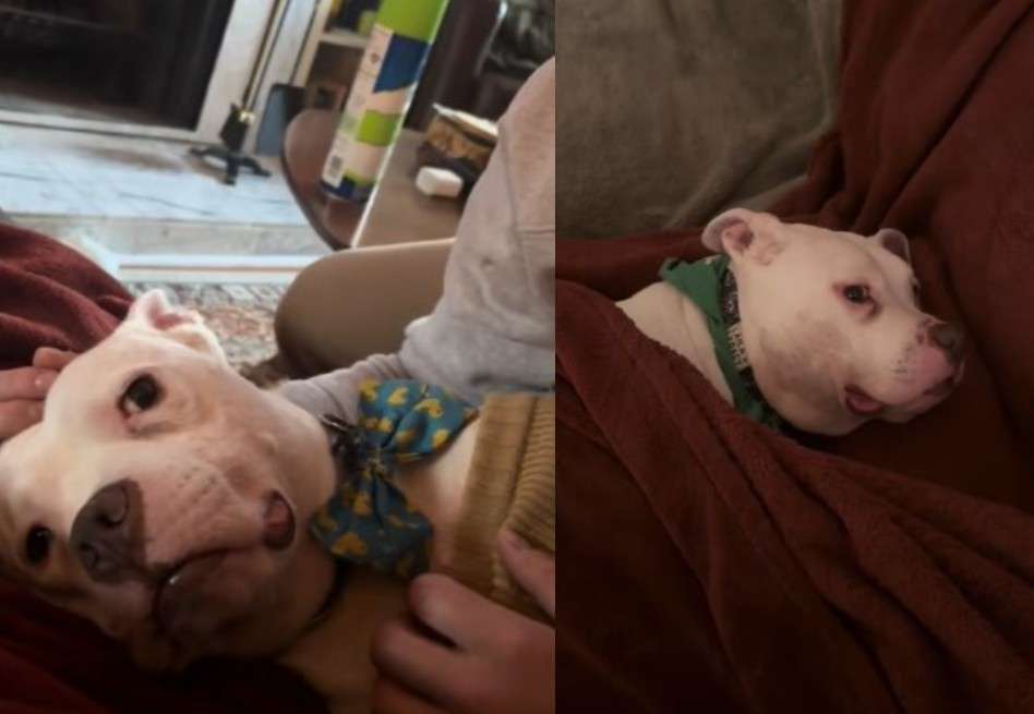 Esta historia subraya la importancia de la adopción y la acogida, y cómo un acto de bondad y compromiso puede cambiar la vida de un ser vivo.