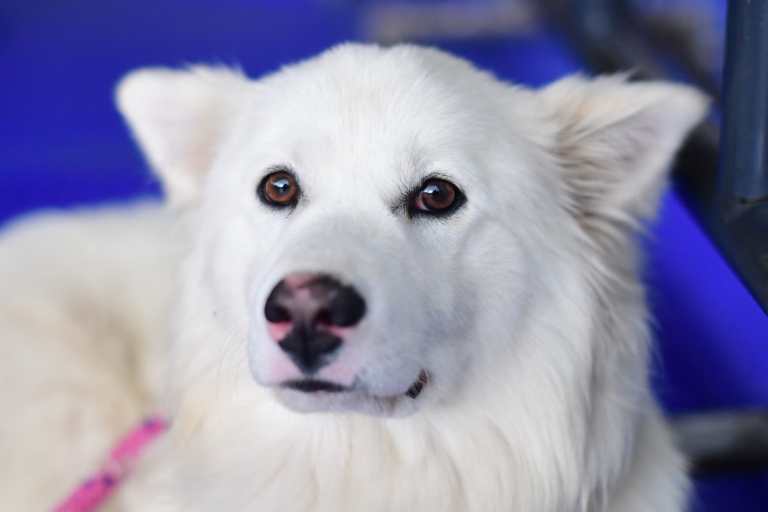 ¿Sabe cuáles son los beneficios para su mascota por donar sangre?