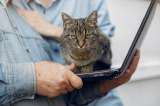 Rescatan a un gato que iba a ser vendido en internet por 30 euros