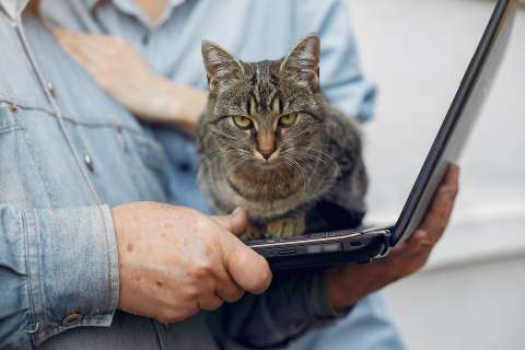 Rescatan a un gato que iba a ser vendido en internet por 30 euros