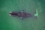 Las pistas que una especie de ballena podría darnos sobre el envejecimiento humano