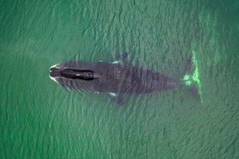 Las pistas que una especie de ballena podría darnos sobre el envejecimiento humano