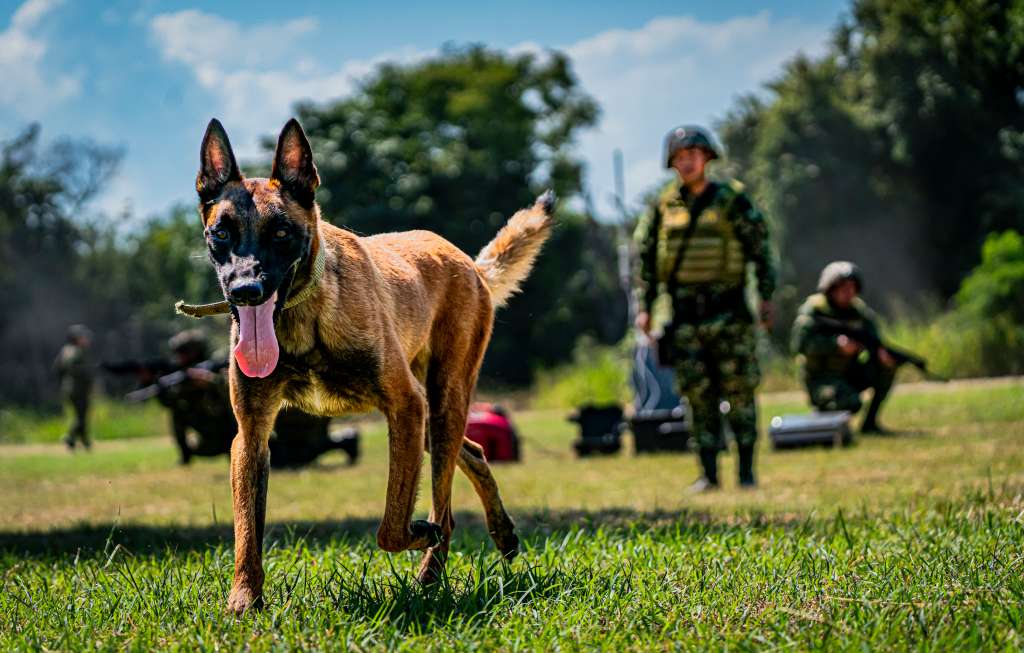 Los héroes de cuatro patas del Ejército colombiano que han salvado más de 28.000 vidas