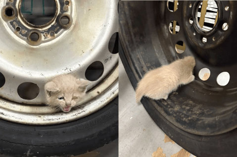 Un gatito callejero quedó atrapado en una llanta: así lograron salvarlo