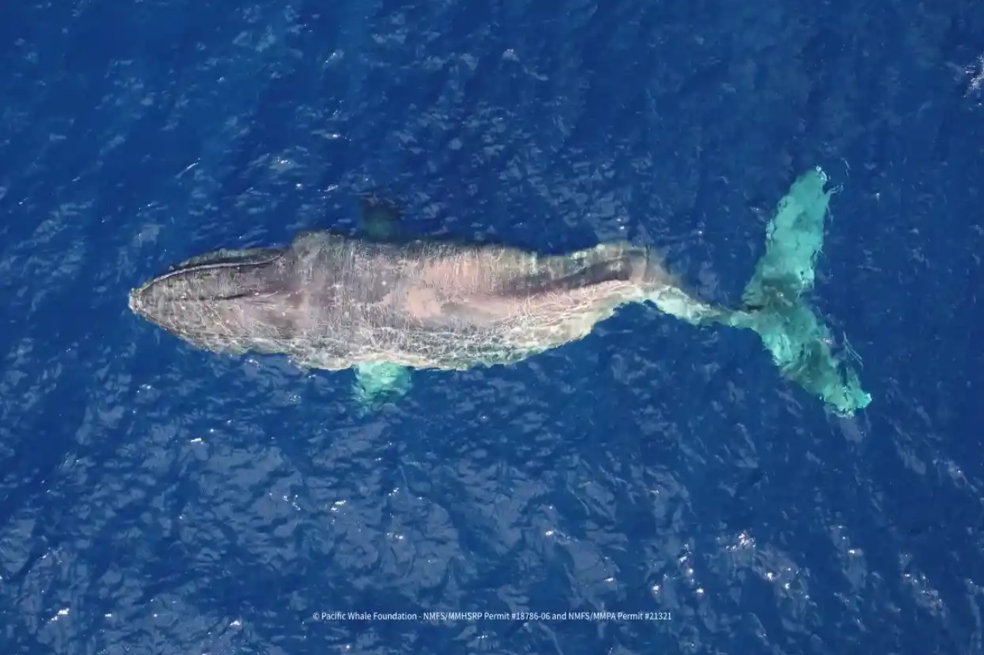 Ballena Moon.