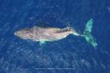 Moon, la ballena que nadó por más de 5.000 kilómetros con su espalda rota