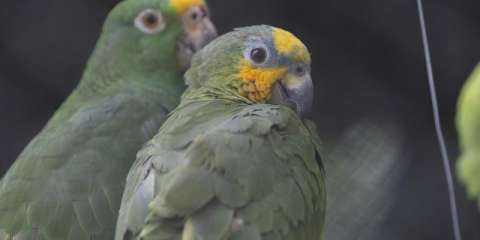 Antioquia: más de mil animales silvestres fueron rescatados por tráfico en 2024