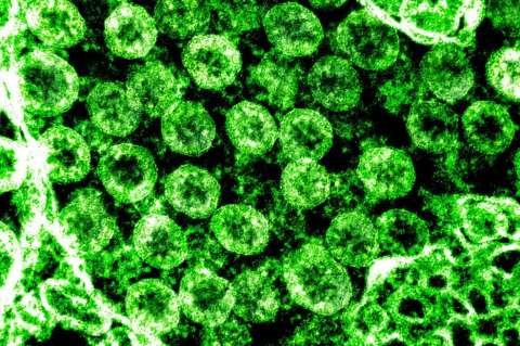 El coronavirus retratado por los científicos