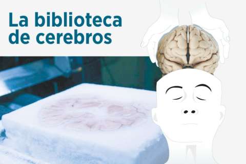 Así se crea la biblioteca de cerebros