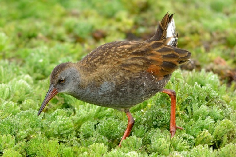 72 especies de aves colombianas en peligro de extinción