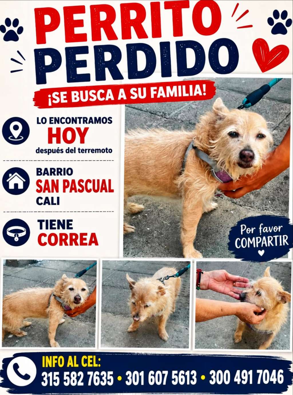 Perrito encontrado en el centro de CaliPerrito encontrado en el centro de Cali
