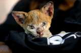 (VIDEO) Chile: Crean hospital para atender a los animales heridos en los incendios