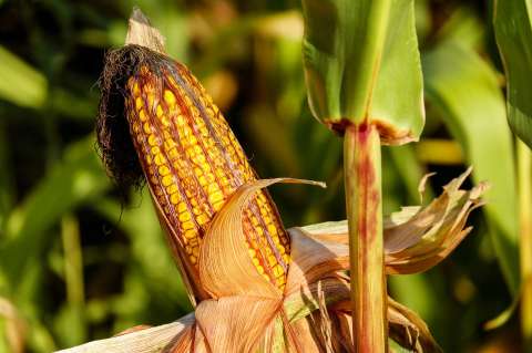 Maíz en casa: cómo cultivarlo, cuidados y beneficios de este cereal