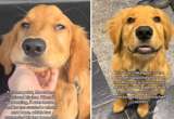La lucha silenciosa de Moose: la salud de este cachorro sorprendió a todos (video)
