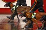 Heridas invisibles: así viven los perros de servicio el estrés postraumático al retirarse