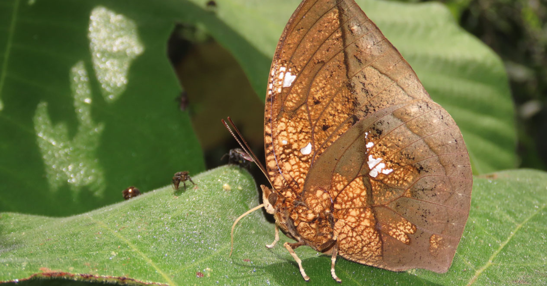 Mariposas Putumayo.