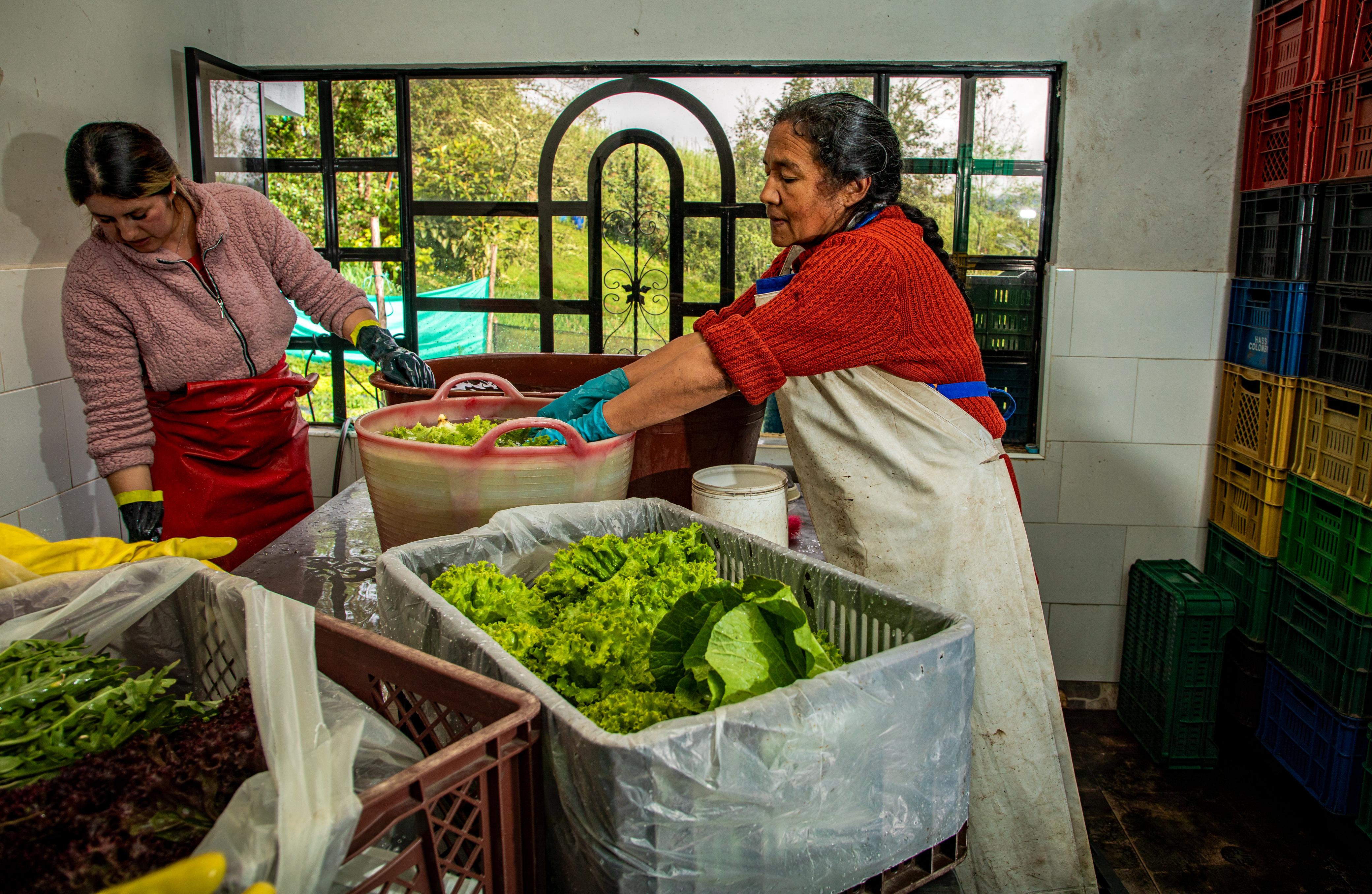 Se ha brindado un apoyo a 81 productores rurales.