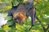 Un murciélago utilizaría el mismo mecanismo que las aves para orientarse al volar