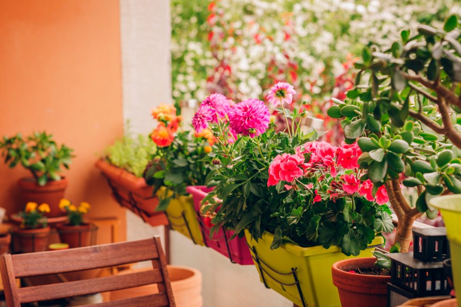 5 plantas perfectas para tener en el balcón de tu casa viviendo en Bogotá
