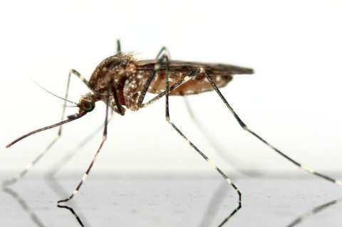 Los insectos también comen microplásticos