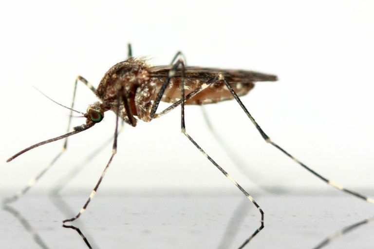 Los insectos también comen microplásticos