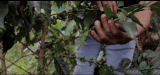 Jóvenes caucanos le apuestan al café para reemplazar la economía de la coca