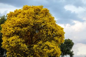 En imágenes: de barrios a avenidas, cinco árboles que bautizaron lugares de Bogotá