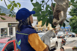 Los perezosos de Sasaima: ¿íconos de un pueblo o víctimas del turismo?