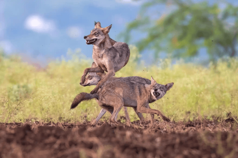 Categoría mamíferos:
La imagen que muestra a tres lobos saltando por el aire en Maharashtra, India. Siddhartha Ghosh fue el encargado de tomar la foto.
