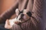 ¿Cómo sabe un perro quién es su dueño?