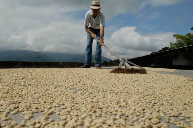 En agosto de 2012, producción cafetera creció 21 % hasta 565.000 sacos