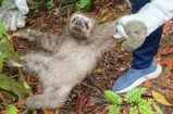 Encuentran a un perezoso en una bolsa de basura: la comunidad lo salvó a tiempo