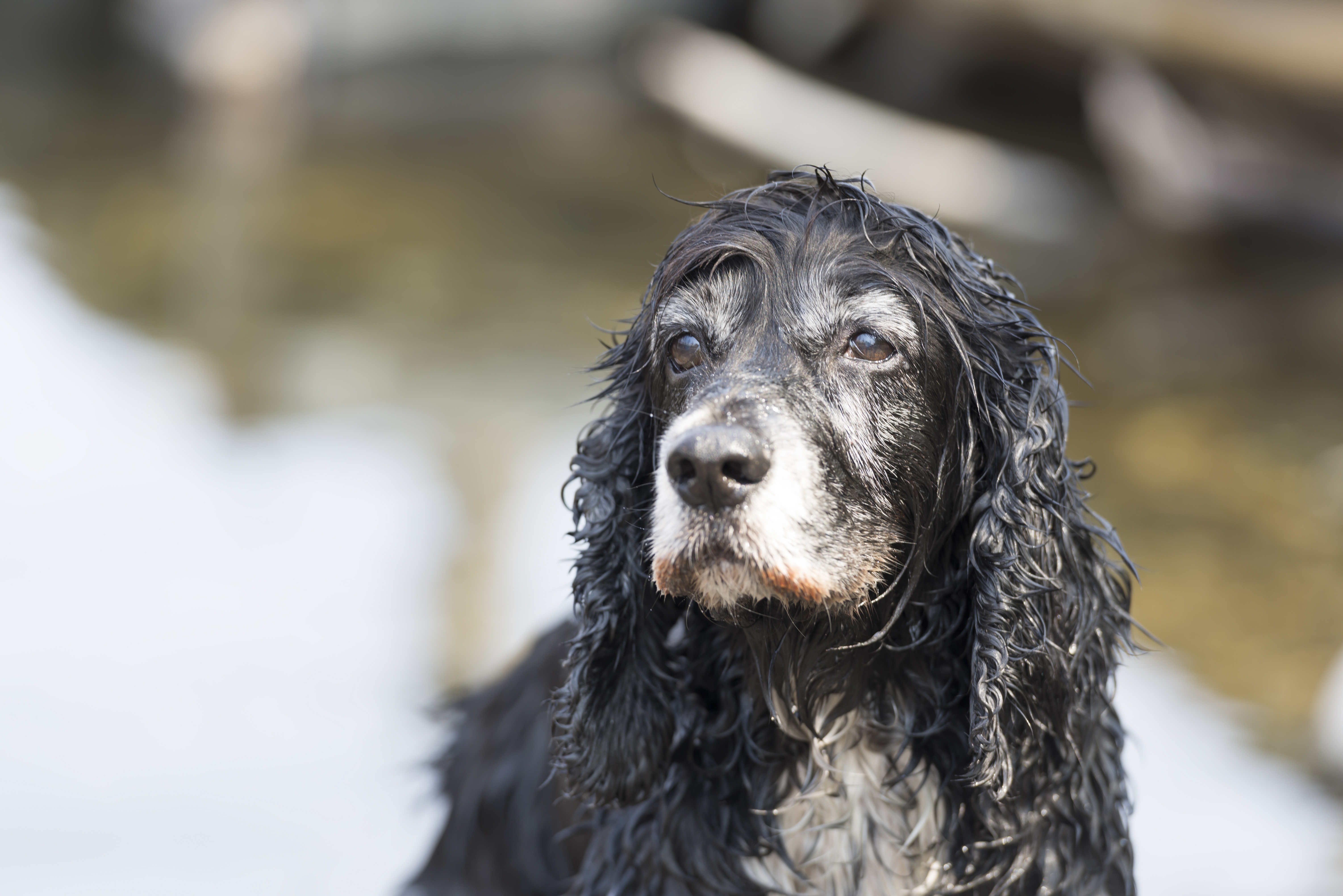 ¿Cómo hacer feliz a un perro viejo?