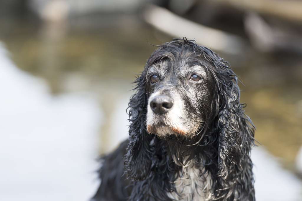 ¿Cómo hacer feliz a un perro viejo?