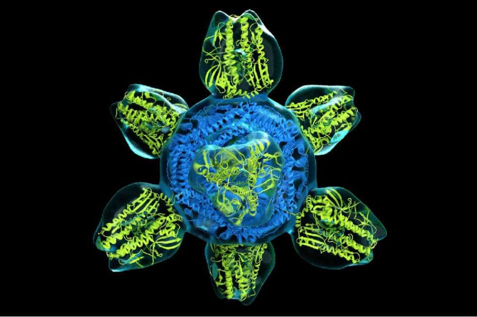 El virus de la gripa, y sus diferentes cepas, mutan con gran velocidad, por lo cual no ha podido desarrollarse una vacuna o forma de prevención efectiva contra él. (Imagen de referencia) / Pixlr
