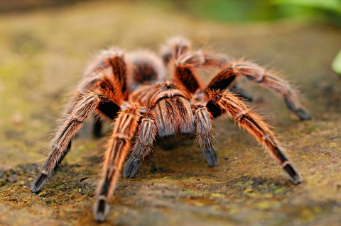 Dedican nueva especie de araña marina a Bob Marley