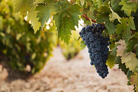 ¿Puedo cultivar uvas en casa? Guía para resolver dudas