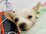 Murió Pincky, perro atacado por un ladrón en el robo de una vivienda