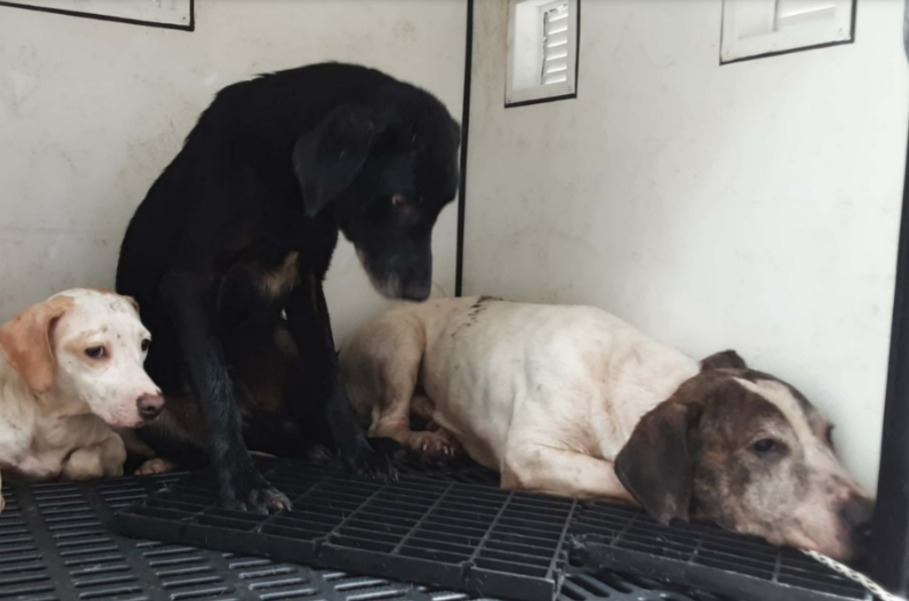 Un operativo contra el maltrato animal en Medellín, Antioquia.
