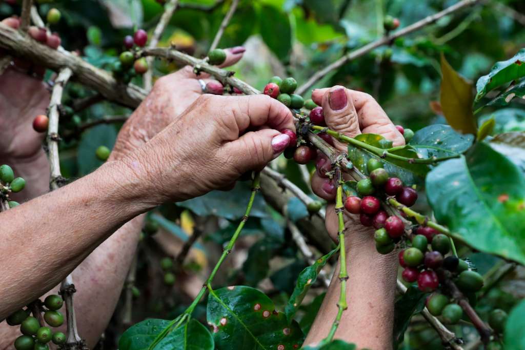 -FOTODELDÍA- VIO400. VIOTÁ (COLOMBIA), 11/08/2024.- Una integrante de la Asociación de Mujeres Caficultoras de Viotá y Tequendama (Asomucavit), recolecta granos de café el 09 de agosto de 2024 en Viotá (Colombia). En una finca remota del municipio de Viotá, en el departamento colombiano de Cundinamarca, Luz Marina Peñalosa y sus compañeras cultivan el café que comercializan a través de su asociación de mujeres caficultoras y sueñan con que algún día salga del país y llegue a otras latitudes. EFE/ Carlos Ortega