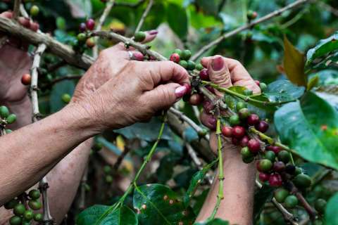 Menores ingresos y más riesgos: los retos nacionales y mundiales de los cafeteros