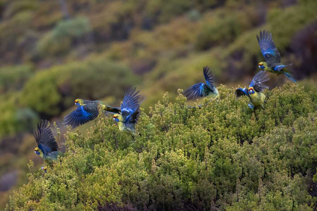 Loros