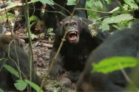 Chimpancés en Uganda llevan ocho años en una “guerra civil”