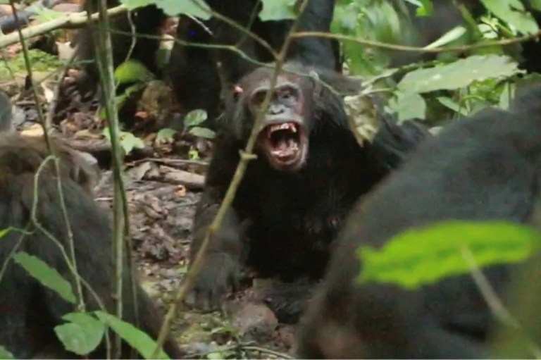 Chimpancés en Uganda llevan ocho años en una “guerra civil”