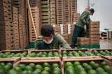 Aguacates y aceite de palma, reyes en exportaciones
