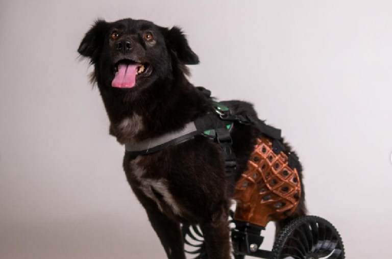 Perrita que perdió sus patas traseras y fue devuelta necesita otra oportunidad