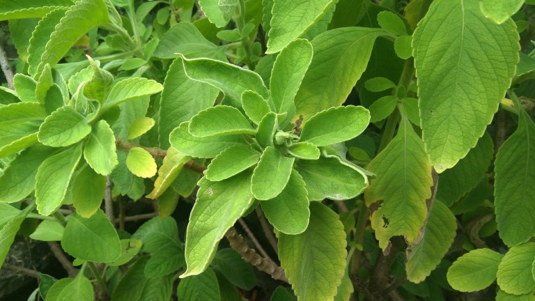 Trucos para mantener las plantas muy verdes durante todo el mes